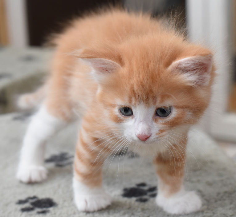 sibirisk kattunge Gomes