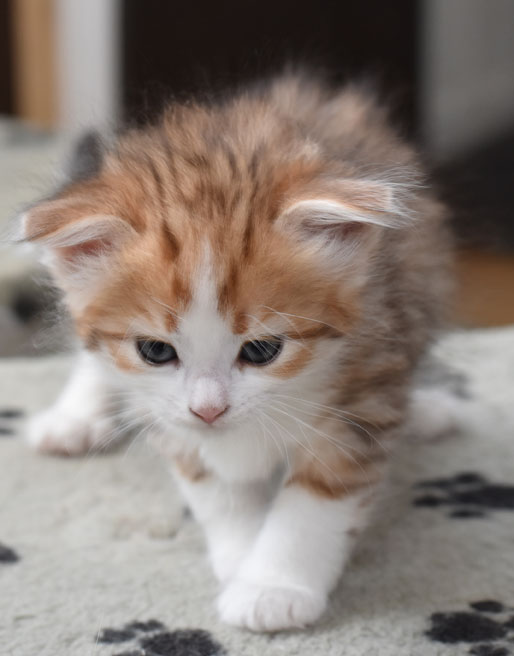 sibirisk kattunge Geisha