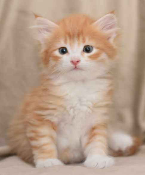 sibirisk kattunge Gryphon