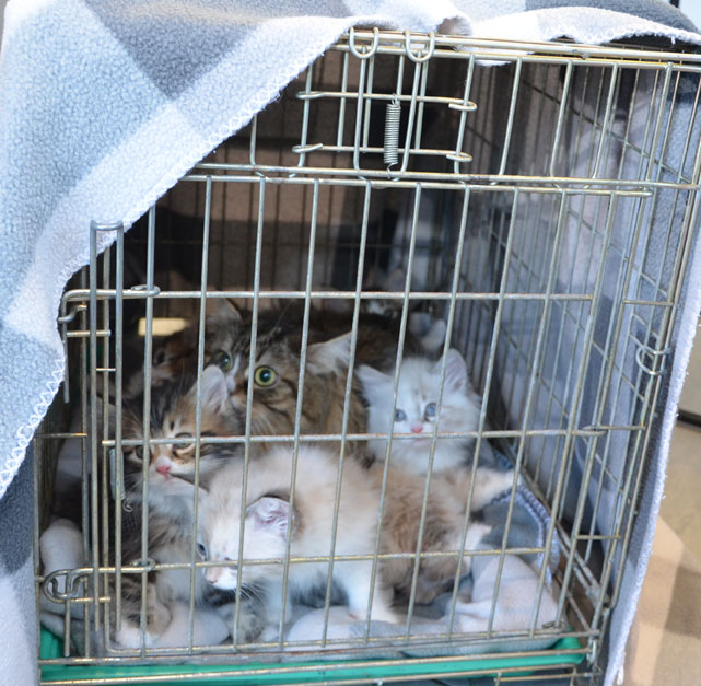 sibirisk kattungar Ff-kull