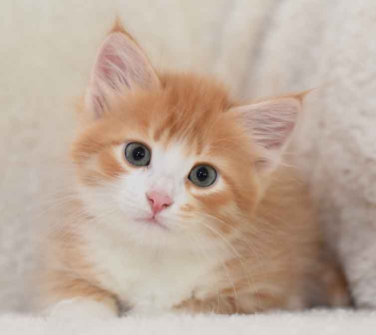 sibirisk kattunge Gomes