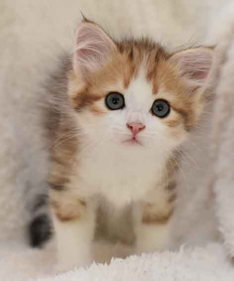 sibirisk kattunge Geisha