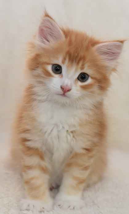 sibirisk kattunge Gryphon