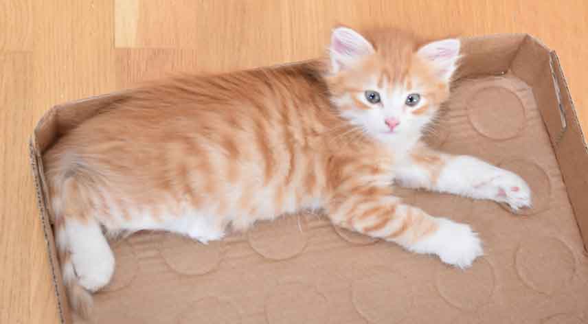 sibirisk kattunge Gryphon