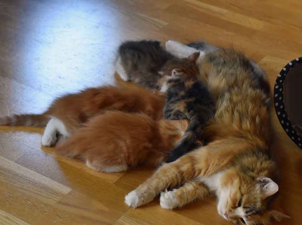 sibiriska katter Dani med ungar