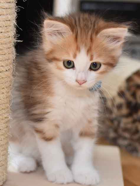 sibirisk kattunge Geisha