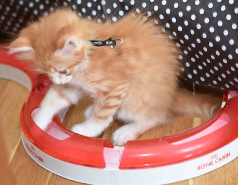 sibirisk kattunge Gryphon