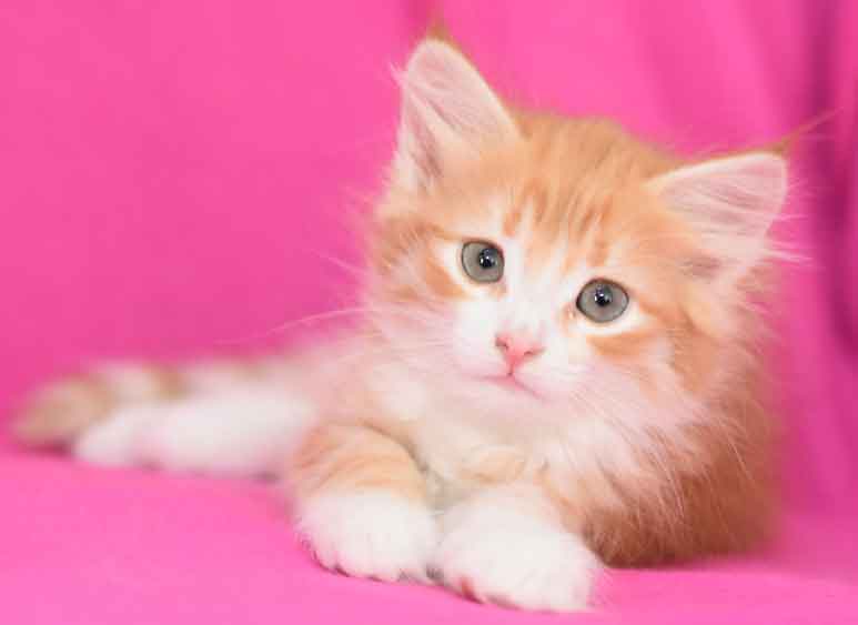 sibirisk kattunge Gryphon