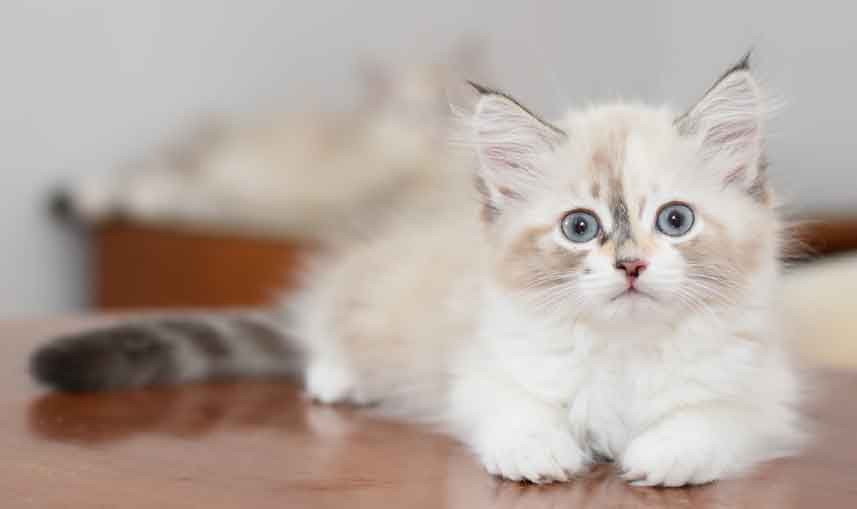 sibirisk kattunge Frigga