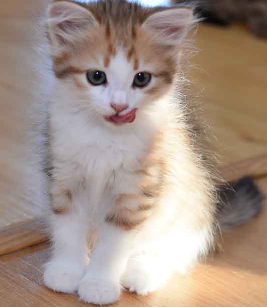 sibirisk kattunge Geisha