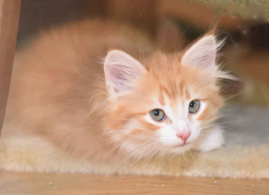 sibirisk kattunge Gryphon