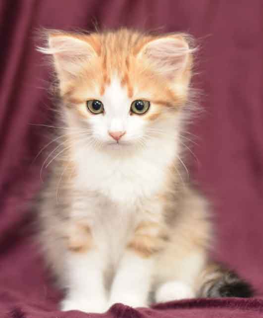 sibirisk kattunge Geisha