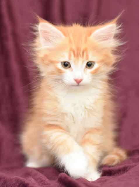 sibirisk kattunge Gryphon