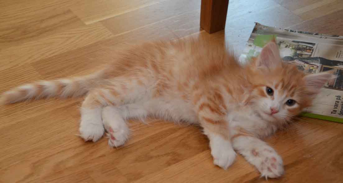 sibirisk kattunge Gryphon