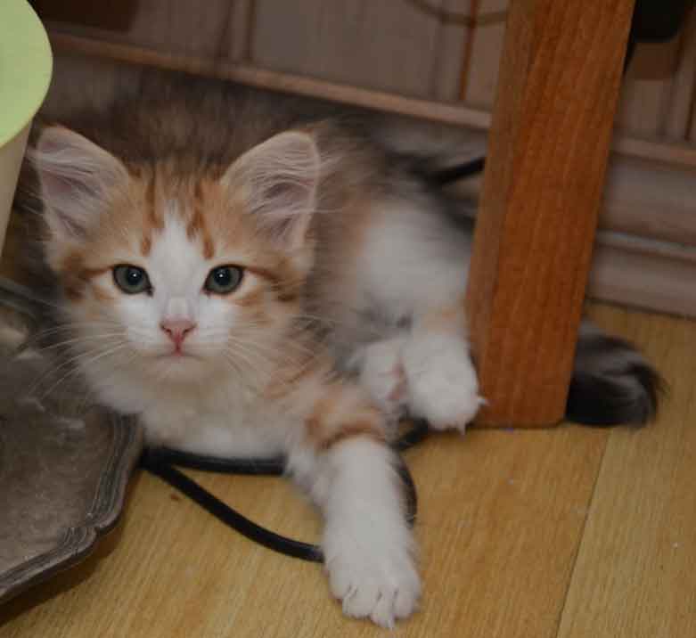 sibirisk kattunge Geisha