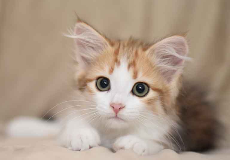 sibirisk kattunge Geisha