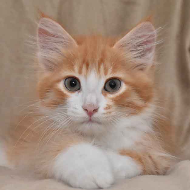 sibirisk kattunge Gomes