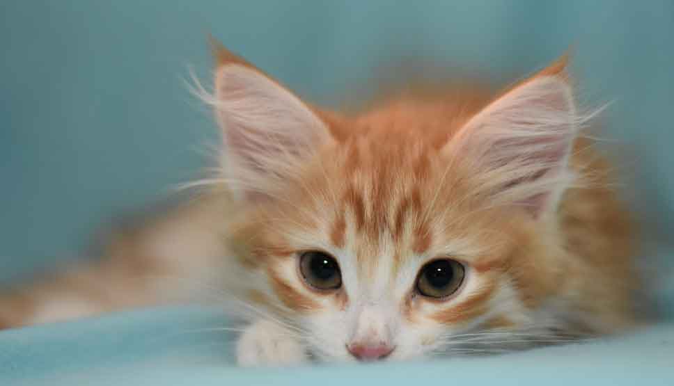 sibirisk kattunge Gryphon