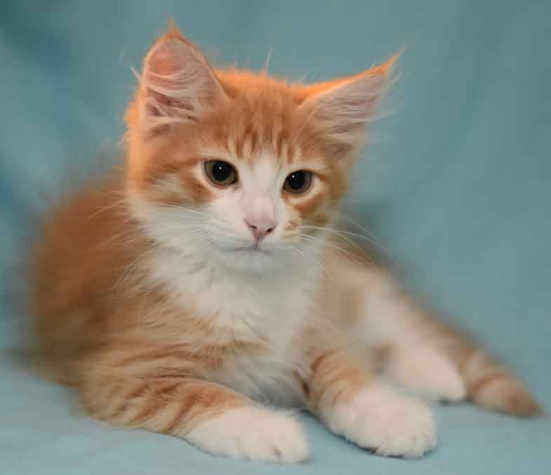 sibirisk kattunge Gomes