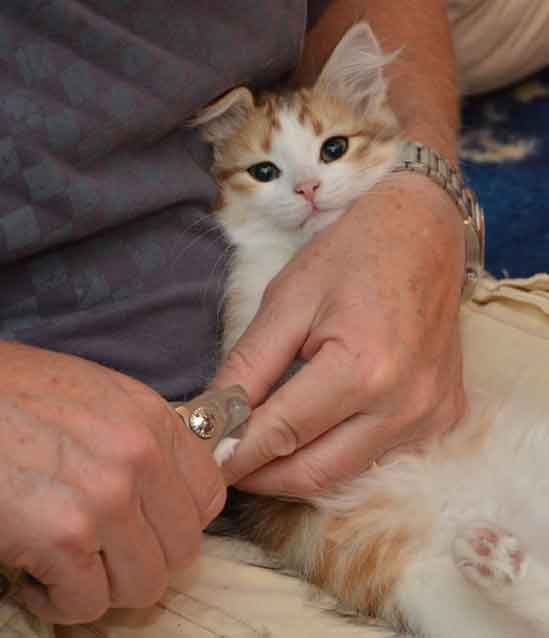 sibirisk kattunge Geisha