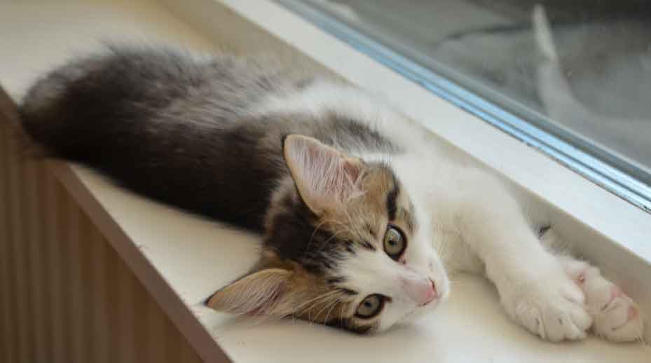 sibirisk kattunfe Hubble