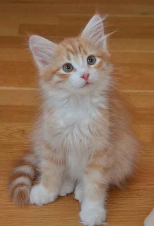 sibirisk kattunge Gryphon
