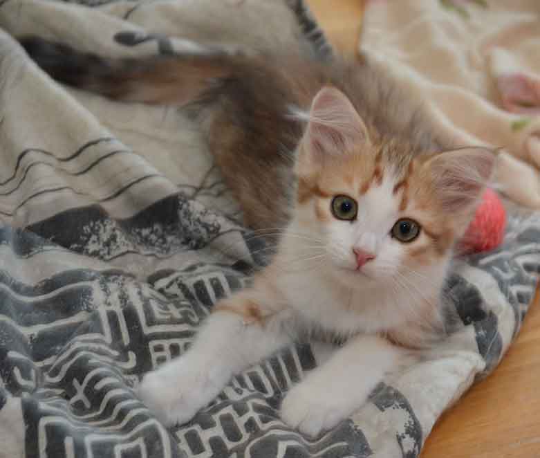 sibirisk kattunge Geisha