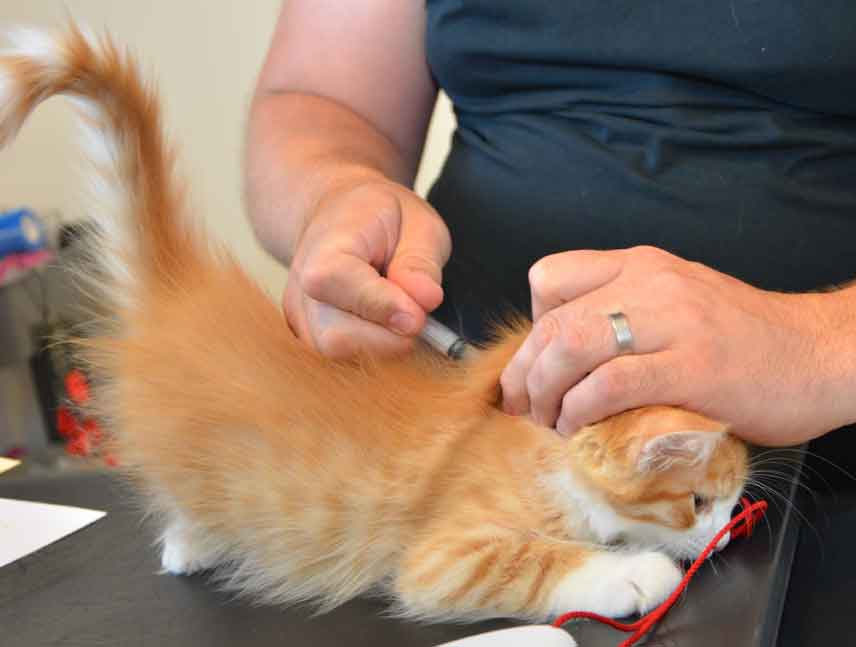 sibirisk kattunge Gomes