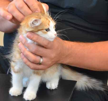sibirisk kattunge Geisha