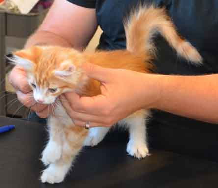 sibirisk kattunge Gryphon
