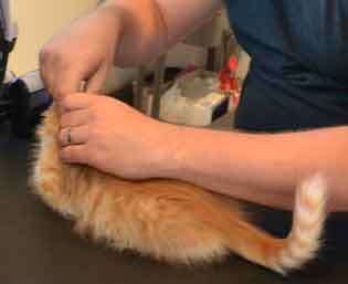 sibirisk kattunge Gryphon