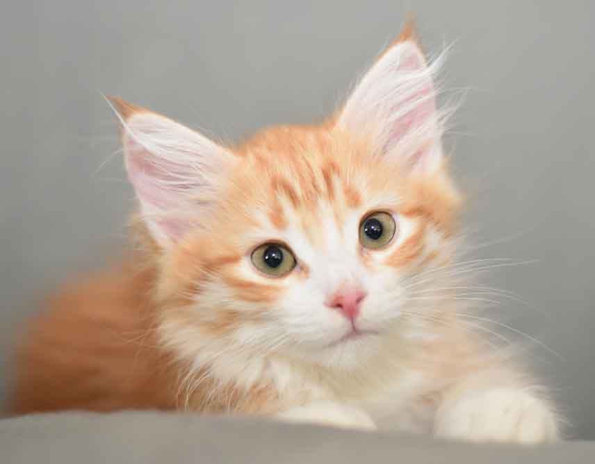 sibirisk kattunge Gryphon