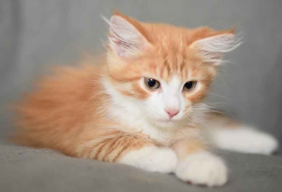 sibirisk kattunge Gomes