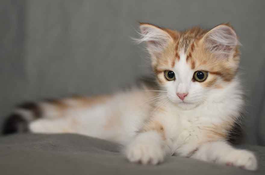 sibirisk kattunge Geisha