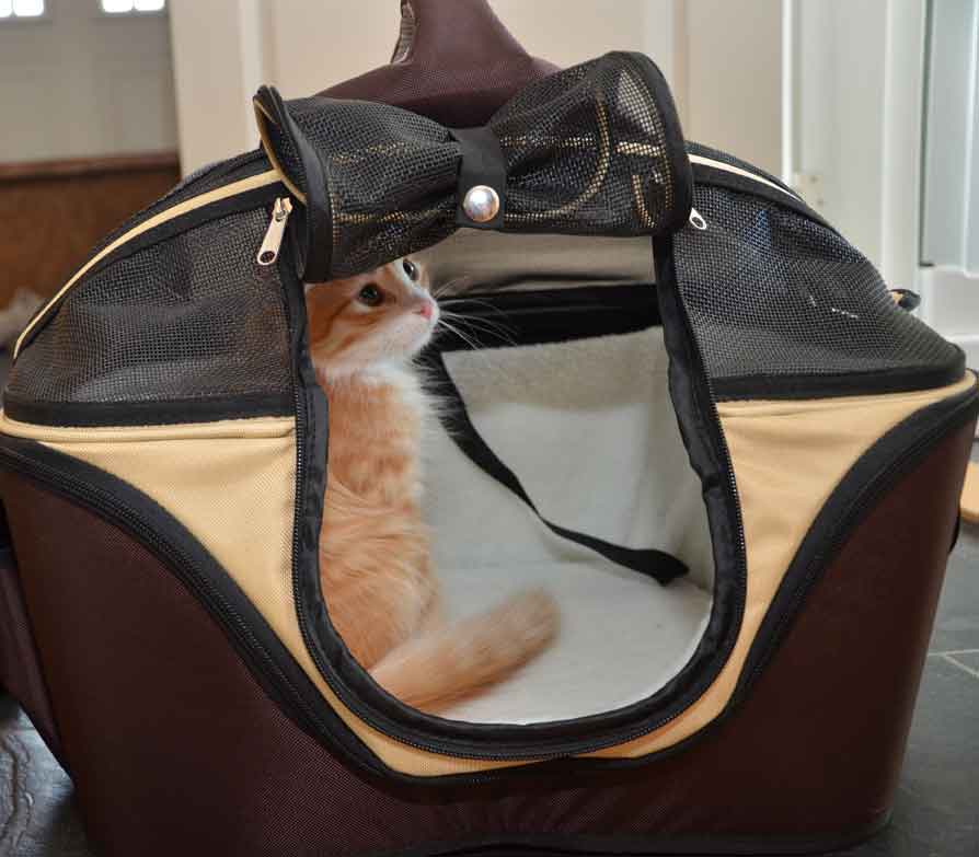 sibirisk kattunge Gryphon