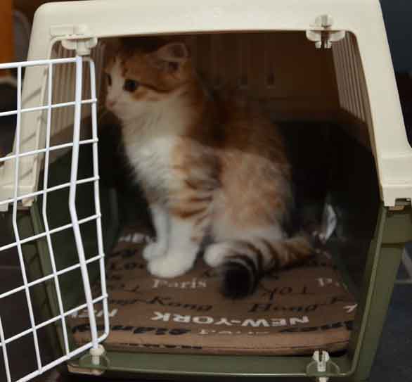 sibirisk kattunge Geisha