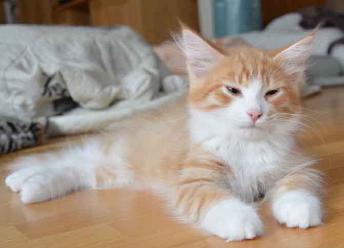 sibirisk kattunge Gomes