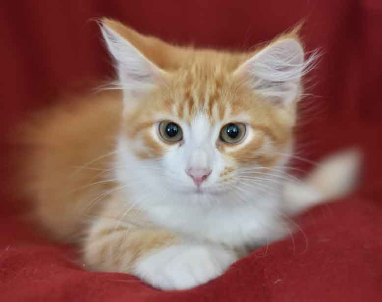 sibirisk kattunge Gomes