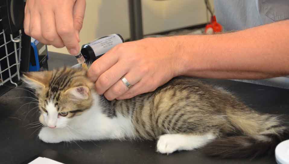 sibirisk kattunge Hubble