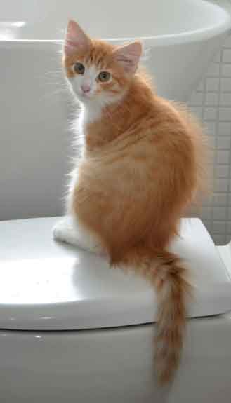 sibirisk kattunge Gomes