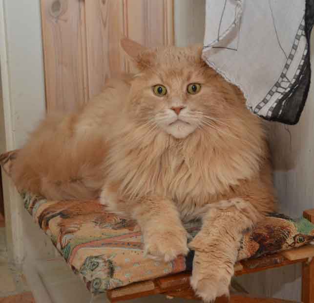 Maine Coon Mulle