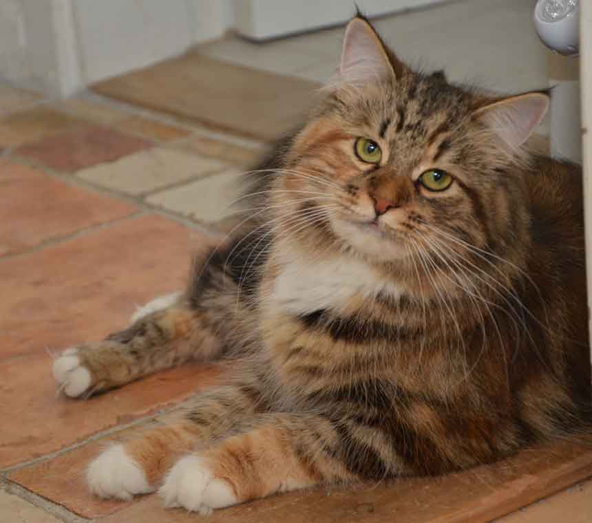 Sibirisk katt Mantas Valarie