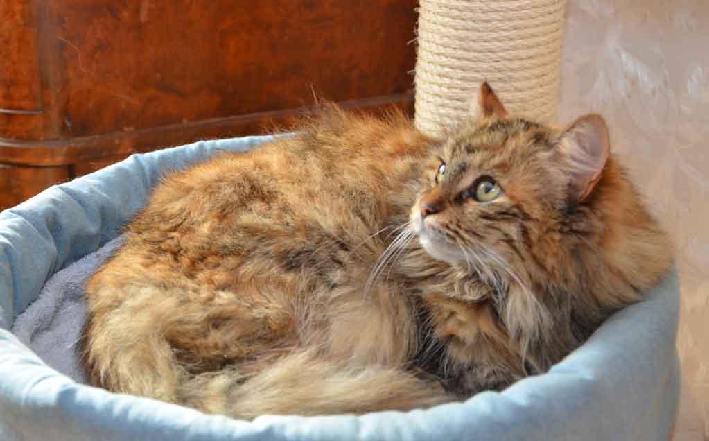 sibirisk katt Mantas