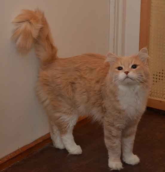 sibirisk katt Mantas Lulle