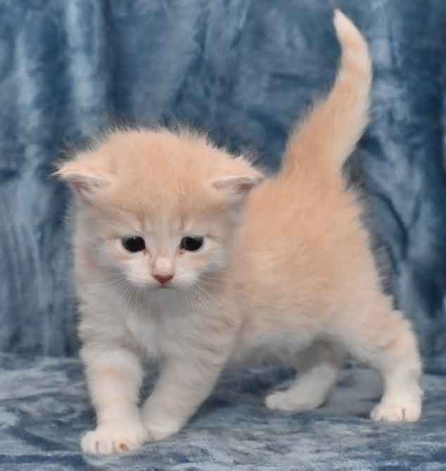 sibirisk kattunge Ikaros