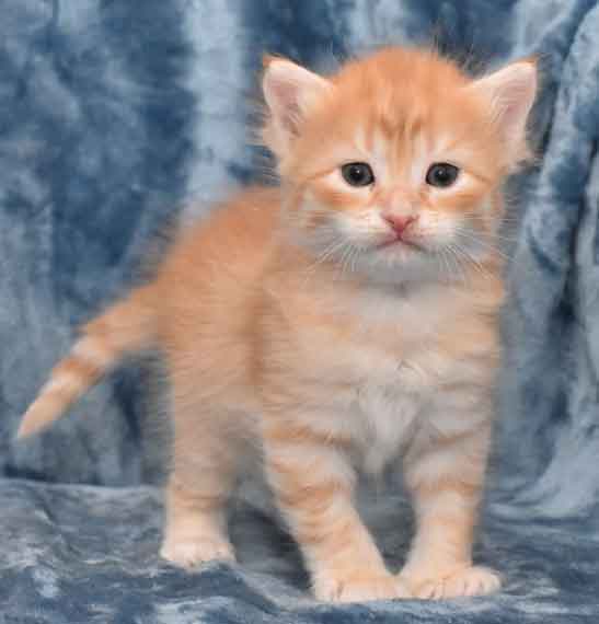 sibirisk kattunge Irwin