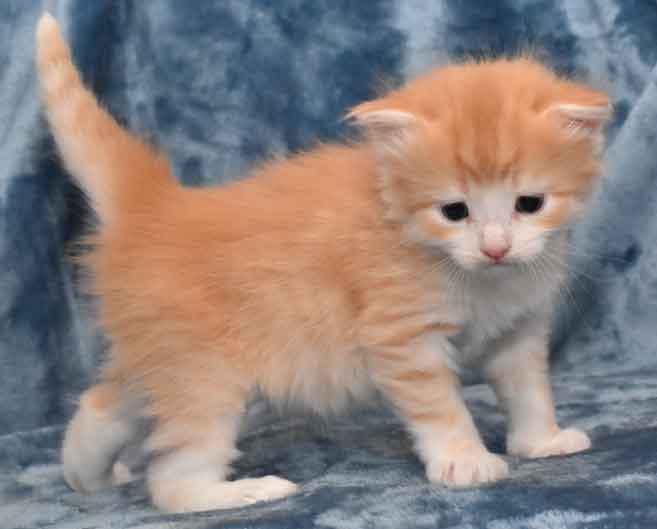 sibirisk kattunge Ivan