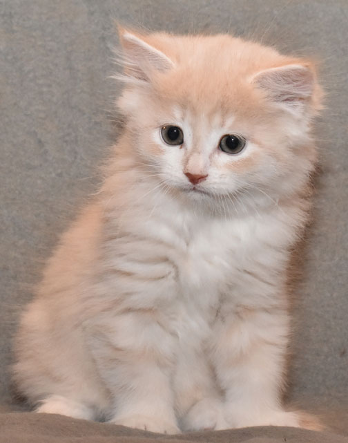 sibirisk kattunge Ikaros