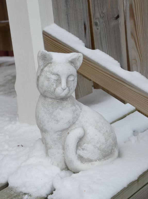 vinterkatt