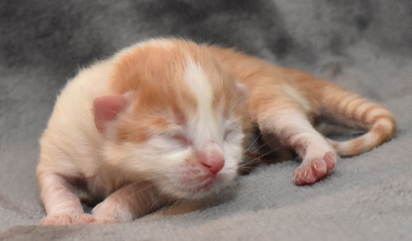 sibirisk kattunge King